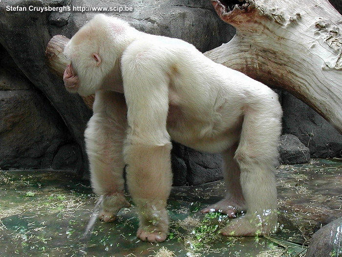 Barcelona Zoo - Snowflake Snowflake was the albino gorilla who served as Barcelona's mascot. In november 2003 he died from skin cancer. Snowflake was 40 years and he left behind three wives, 21 grandgorillas and six great-grandgorillas.<br />
 Stefan Cruysberghs